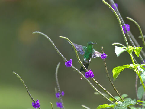  Indigo-capped Hummingbird