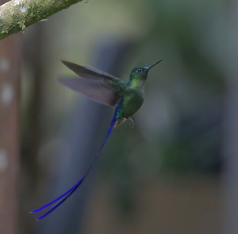  Violet-tailed Sylph