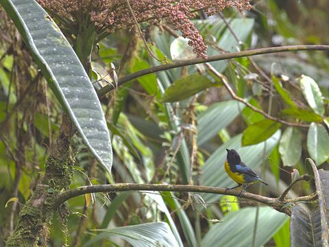  Black-and-gold Tanager