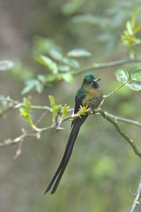  Long-tailed Sylph