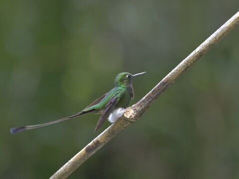  White-booted Racket-tail