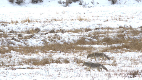  Pair of coyotes
