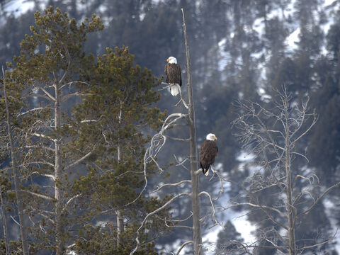 Couple of Bald eagle