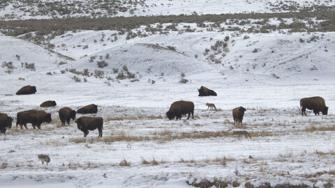  Bisons and 2 coyotes