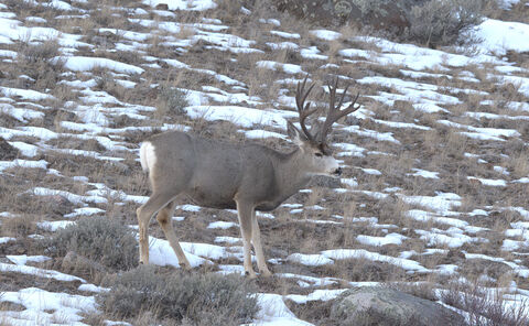  Rocky mountain mule deer