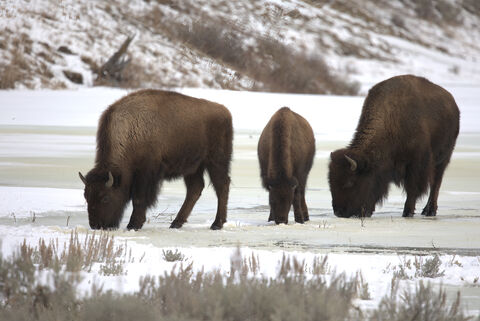  Bison on frozen lake
