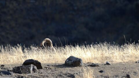  Bighorn sheep