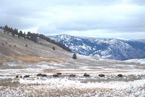  Bisons in Lamar Valley