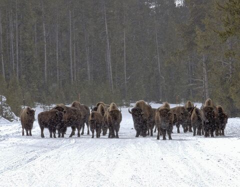 Bison on the road undergoing valley change